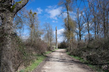 Sonbahar ormanları güneşli bir gün.