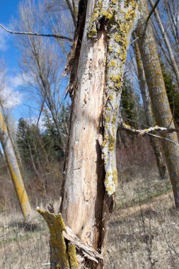 Bir ormanda ağaç kabuğu olmayan çıplak bir sandık..