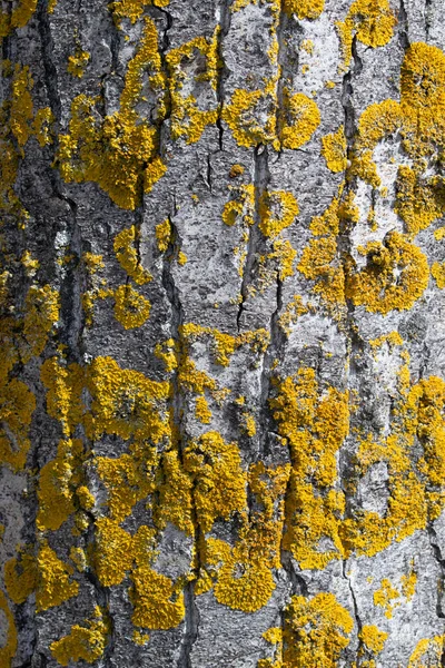 黄色の苔で灰色の樹皮の背景 — ストック写真