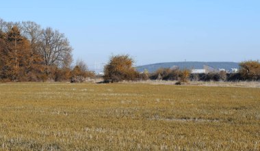 Buğday tarlalarının manzaraları.