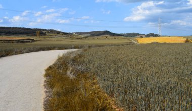 Buğday tarlalarının manzaraları.