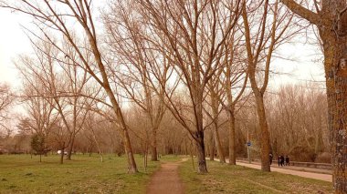 Bir patika ile sıcak bir günde orman manzarası.