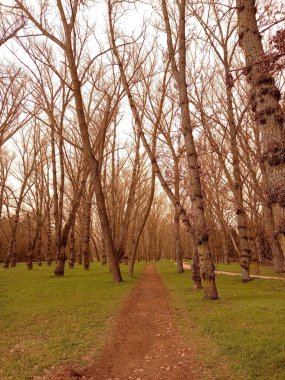 Bir patika ile sıcak bir günde orman manzarası.