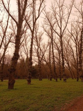 Sıcak bir günde orman manzarası.