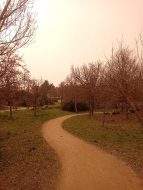 Bir patika ile sıcak bir günde orman manzarası.
