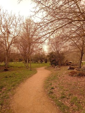 Bir patika ile sıcak bir günde orman manzarası.