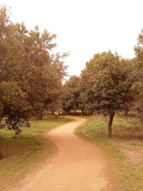 Bir patika ile sıcak bir günde orman manzarası.