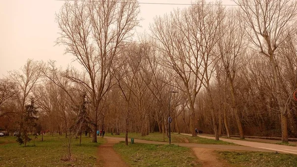 Bir Patika Ile Sıcak Bir Günde Orman Manzarası — Stok fotoğraf