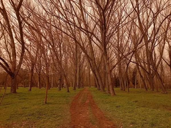 Paysage Forestier Par Une Chaude Journée Avec Sentier — Photo