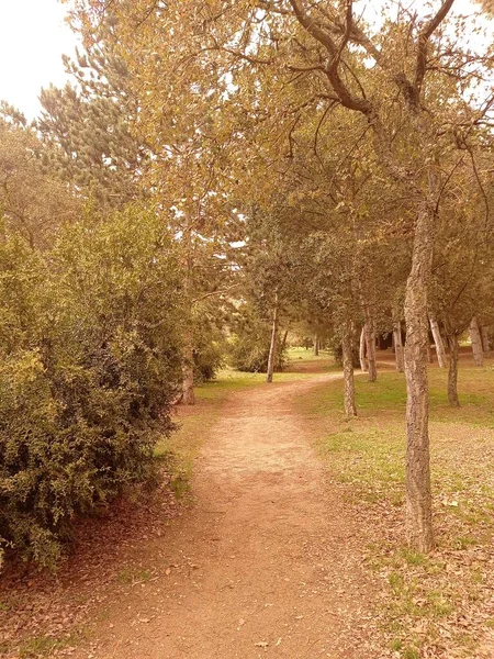 Paisagem Florestal Dia Quente Com Caminho — Fotografia de Stock