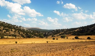 Yazın buğday tarlaları.