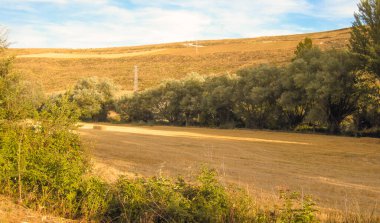 Yazın buğday tarlaları.