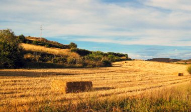 Yazın buğday tarlaları.