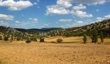 Yazın buğday tarlaları.