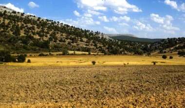 Yazın buğday tarlaları.