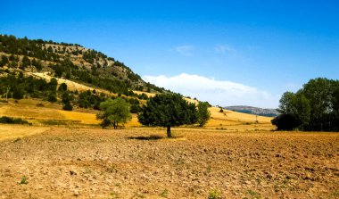 Yazın buğday tarlaları.