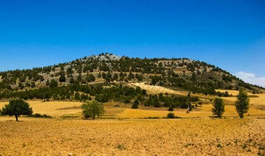 Yazın buğday tarlaları.