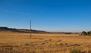 Yazın buğday tarlaları.