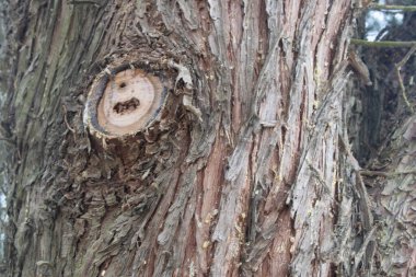 Orman ağacı kabuğu dokusu arkaplanı.
