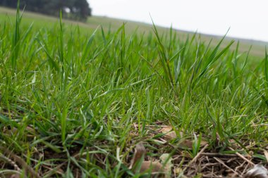 Bir tarlada yetişen buğday filizleri..
