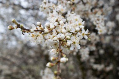 Ağaç dallarında beyaz çiçekler.