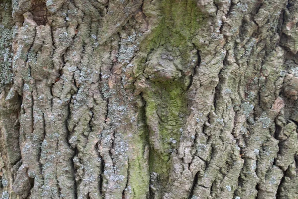 Bosque Árbol Corteza Textura Fondo — Foto de Stock