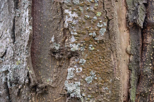 Bosque Árbol Corteza Textura Fondo — Foto de Stock