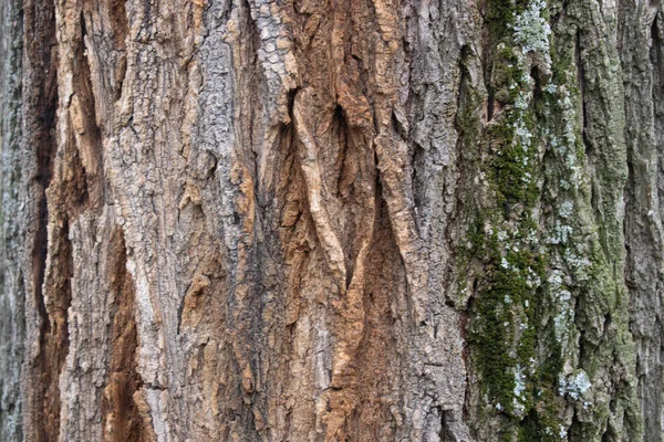 森林树皮纹理背景 — 图库照片