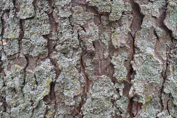 Bosque Árbol Corteza Textura Fondo — Foto de Stock