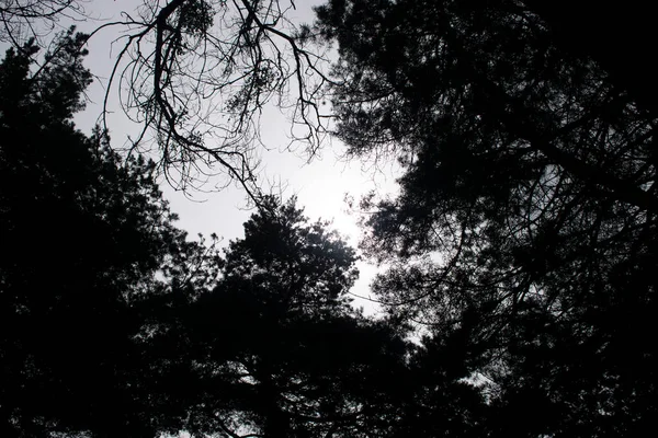 Tło Gałęzi Drzew Widokiem Niebo — Zdjęcie stockowe