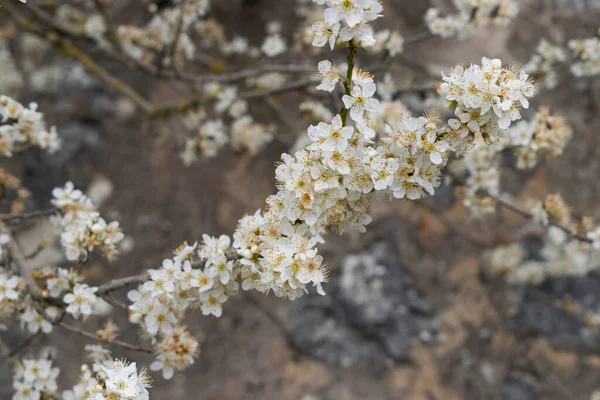 Білі Квіти Гілках Дерев — стокове фото