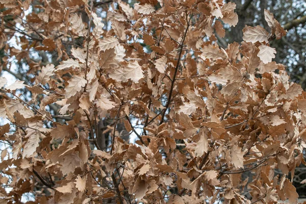 Fondo Las Hojas Otoñales Del Árbol —  Fotos de Stock