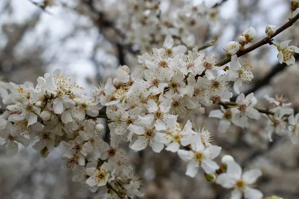 Weiße Blüten Auf Ästen — Stockfoto