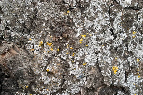 Bosque Árbol Corteza Textura Fondo — Foto de Stock