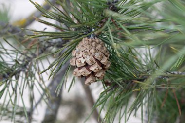 Köknar kozalaklı çam dalları.