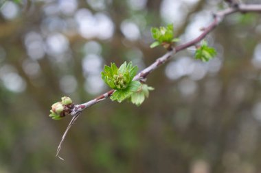 Yeşil filizli ağaç dalları.