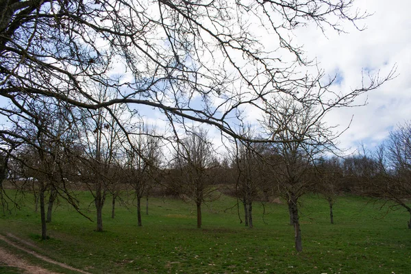 Paisaje Rural Día Nublado Con Árboles — Foto de Stock