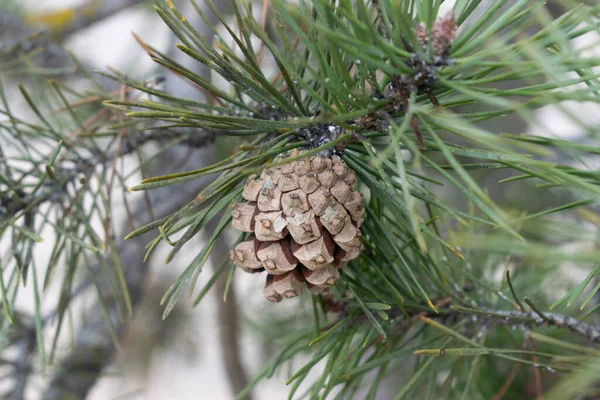 Köknar kozalaklı çam dalları.