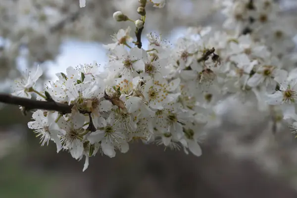 Weiße Blühende Zweige Eines Kirschbaums — Stockfoto