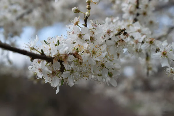 Weiße Blühende Zweige Eines Kirschbaums — Stockfoto