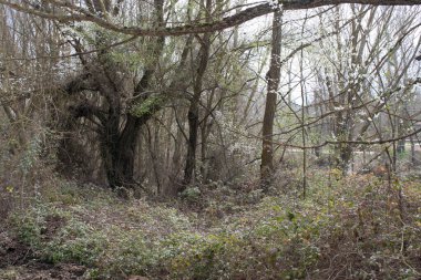 Çam ormanları güneşli bir gün.
