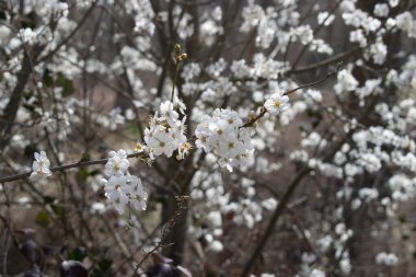 Ağacın beyaz çiçekleriyle dalları.