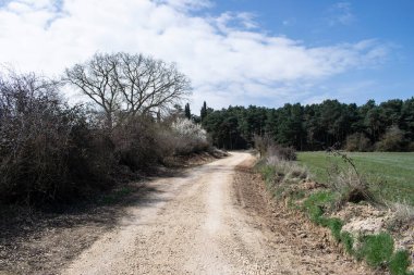 Ormanda ve tarlalarda yürüyorum..
