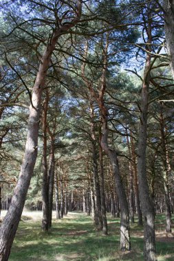 Çam ormanları güneşli bir gün.
