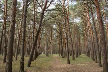 Çam ormanları güneşli bir gün.