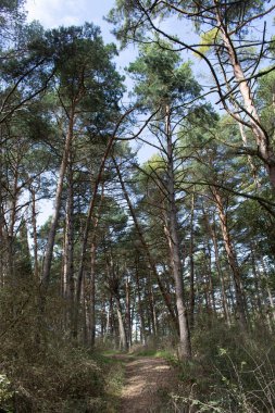 Çam ormanları güneşli bir gün.