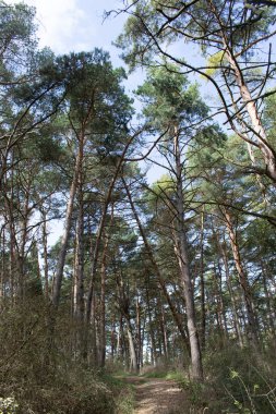 Çam ormanları güneşli bir gün.