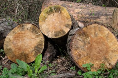Bir orman zemininde kesilmiş kütükler..