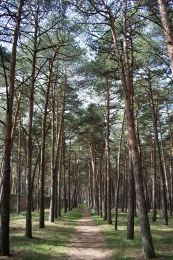 Çam ormanları güneşli bir gün.