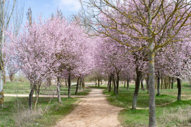 Pembe çiçekli meyve ağaçları patikalarla görülür..